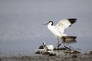 Кто-то в грязи