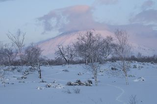 Рысиный след