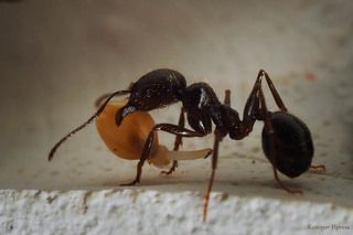 Но, все оказалось гораздо проще. Зерна прорастают, но этого практически не видно.