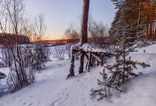 - Я из леса вышел на Мир посмотреть.