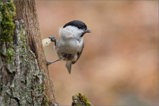 Прихватизация