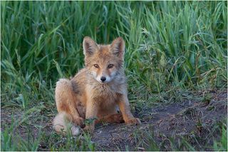 Чумазая хитрость