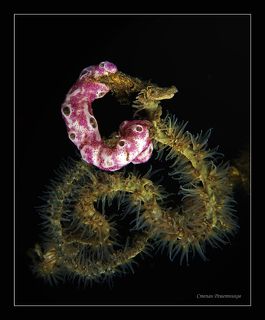 Борьба двух монстров