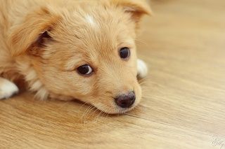 Нос сердечком