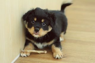 Игривый друг)