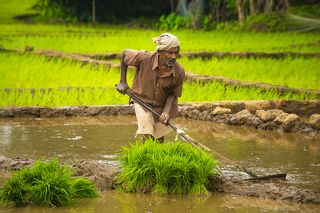 На рисовом поле. Район Cabo De Rama Fort.