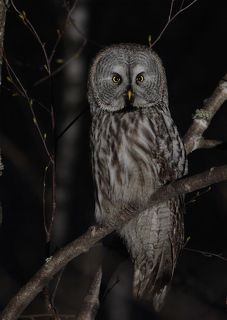 ... весенней ночью