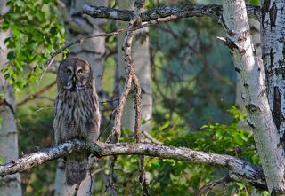 ... летним утром