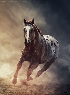 UT Spurs For Olena 
horse owner is Anna Muratova