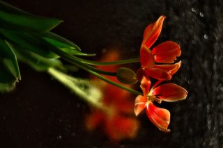 А этот расцвёл к 23 февраля...Вернее его первый бутон...Из одной луковицы вырос один тюльпан...но...о трёх головах....правда третья всё не раскрывается...видимо первые две все силы забрали...