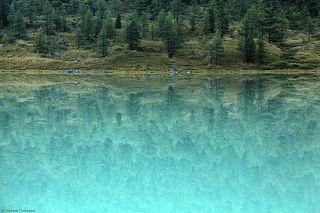 Магический лес