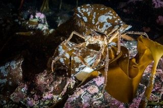 Морской паук