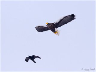 Ворона троллит белоплечего орлана