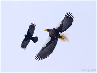 Ворона троллит белоплечего орлана