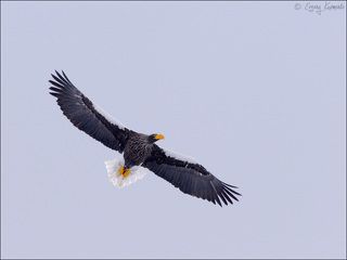 Белоплечий орлан