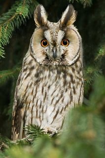 Long-eared owl