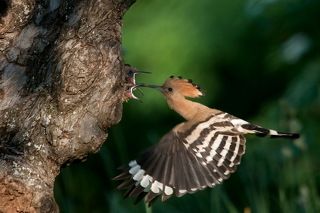 Hoopoe