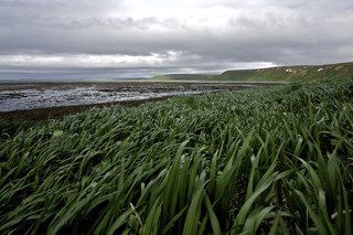 Зелёное море Командор