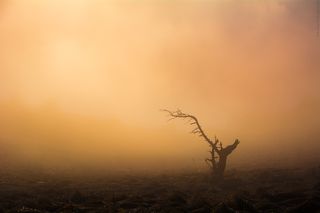 Щупальца в тумане :)