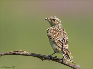 Чекан луговой
