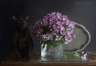 Лесных цветов прекрасный аромат, меня пленит.