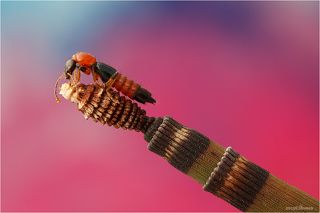 Стафилинид Paederus riparius на хвоще.