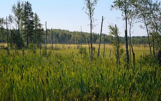 01 Низинное болото, истоки Москвы реки