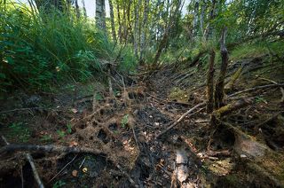 02 Дренажная канава на окраине болота