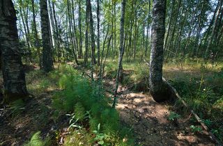 03 Дренажная канава в лесу