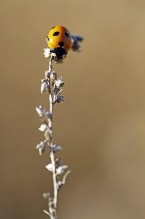 в завершение процесса точки проявляются во всей своей яркости и красе)