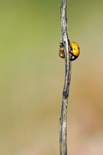 постепенно начинают проступать точки..