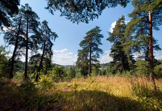 02 Мощные сосны в окрестностях Звенигорода