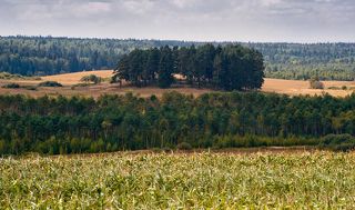 03 Сосновая роща на холме