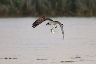 Злая тётушка