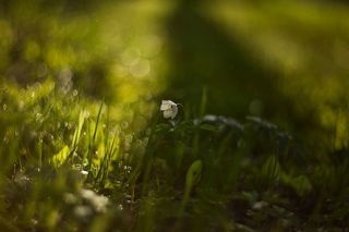 Под сенью леса