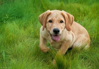 Здравствуй племя молодое...