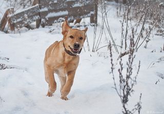 Уши по ветру...