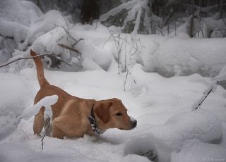 - Эх, мне бы лыжи...