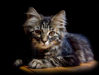 «Бог сотворил кошку для того, чтобы у человека был тигр, которого можно погладить» Виктор Гюго.