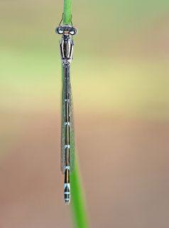 искусство превращаться в травинку=)