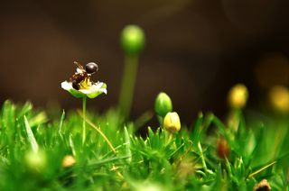 Мох и муравей