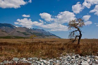 Танцующий Тополь на мысе Рытый