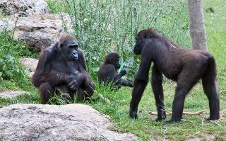 Семейная сцена