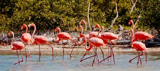 Фламинго (Рио Лагартос, Мексиканский залив)
