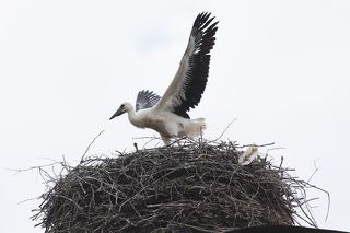 Главное - научиться летать