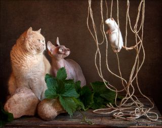 Тут примчалась Оливия, которая свято уверена, что все события в нашем доме должны происходить непременно с её участием. И они снова, уже вдвоём, принялись разглядывать Феликса.