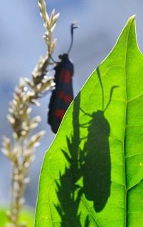 Летний театр теней