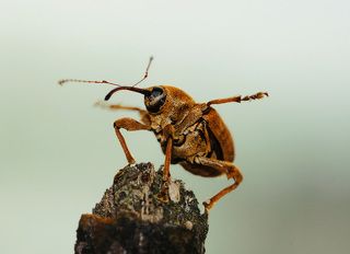 Преподаватель летного мастерства