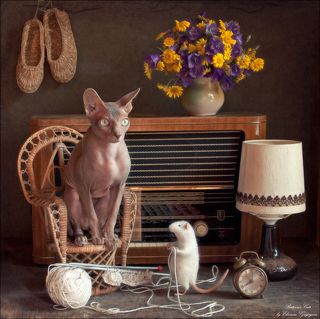 Феликс попросил Оливию связать тёплый шарфик на зиму. Поставил кресло к радиоприёмнику, принёс спицы и клубок ниток. Скоро осень и нужна тёплая одежда. Пока Оливия связала насколько рядов, последние известия закончились и началась музыкальная передача. Спицы отложены в сторону, Оливия замечталась под звуки джаза, а Феликс так и держит в лапках нитки, чтобы они не запутались...