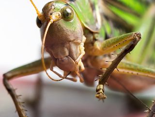 кузнец в процессе чистки усов
